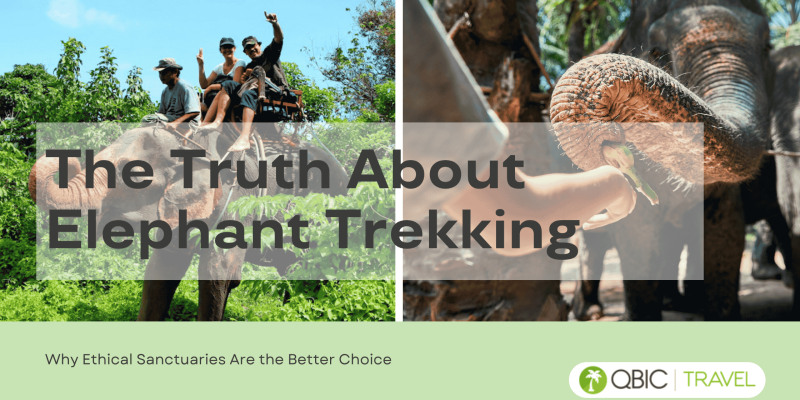 The Truth About Elephant Trekking