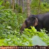 Elephant Lover Kamala by Changhai Phuket