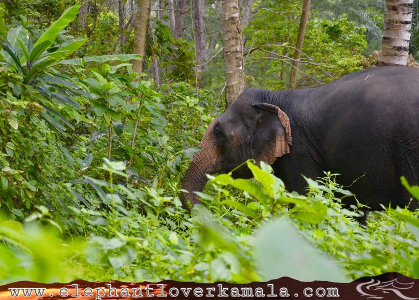 Elephant Lover Kamala by Changhai Phuket