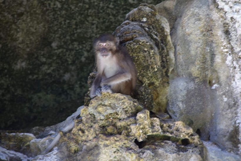 monkeys at james bond island monkeys at james bond island