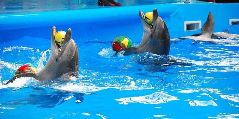 Dolphin Bay Phuket