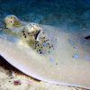 Phuket Dive Racha Noi & Yai Island Phuket Dive Racha Noi & Yai Island
