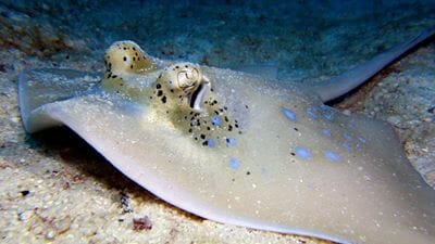 Phuket Dive Racha Noi & Yai Island Phuket Dive Racha Noi & Yai Island