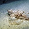 Phuket Dive Racha Noi & Yai Island Phuket Dive Racha Noi & Yai Island