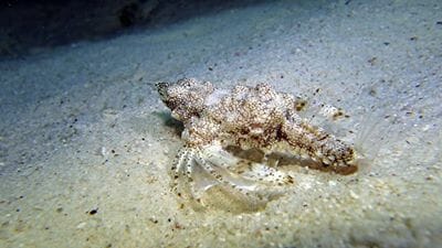 Phuket Dive Racha Noi & Yai Island Phuket Dive Racha Noi & Yai Island
