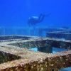 Phuket Dive Racha Noi & Yai Island Phuket Dive Racha Noi & Yai Island