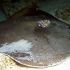Phuket Dive Racha Noi & Yai Island Phuket Dive Racha Noi & Yai Island