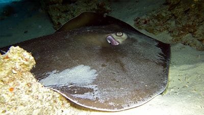 Phuket Dive Racha Noi & Yai Island Phuket Dive Racha Noi & Yai Island