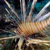 Phuket Dive Racha Noi & Yai Island Phuket Scuba Diving