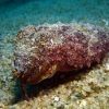 Phuket Dive Racha Noi & Yai Island Phuket Dive Racha Noi & Yai Island
