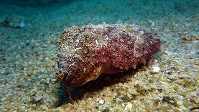Phuket Dive Racha Noi & Yai Island Phuket Dive Racha Noi & Yai Island