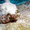 Phuket Dive Racha Noi & Yai Island Phuket Dive Racha Noi & Yai Island