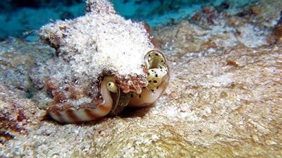 Phuket Dive Racha Noi & Yai Island Phuket Dive Racha Noi & Yai Island