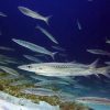 Phuket Dive Racha Noi & Yai Island Phuket Dive Racha Noi & Yai Island
