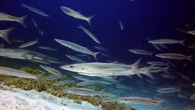 Phuket Dive Racha Noi & Yai Island Phuket Dive Racha Noi & Yai Island