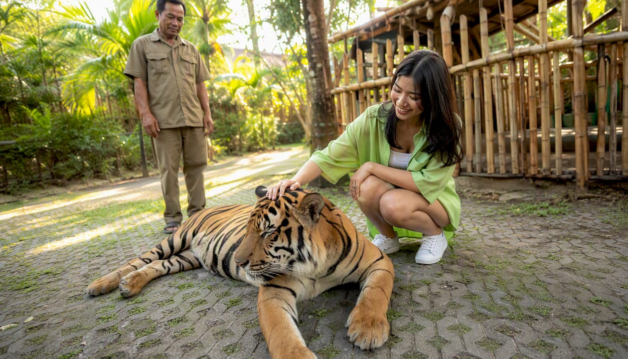 Visitor petting tiger with handler watching