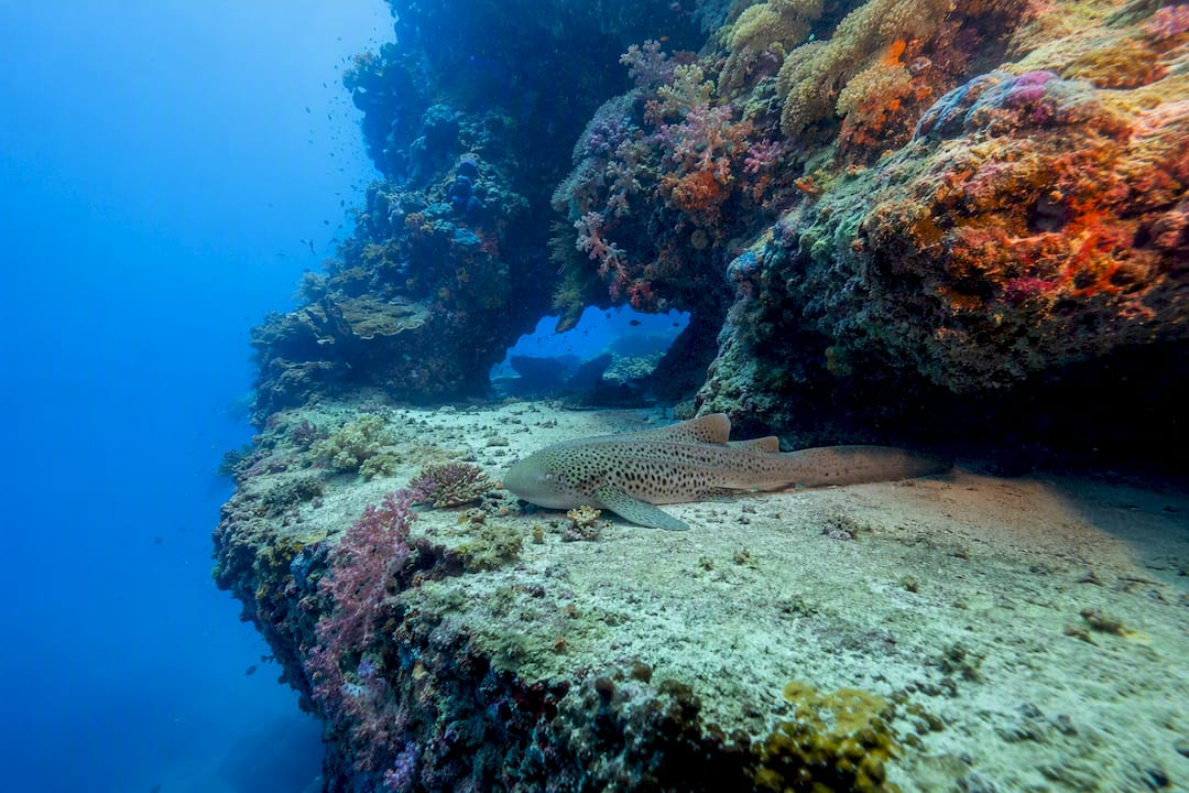 Underwater pinnacles and resting leopard shark at Koh Bida Nok