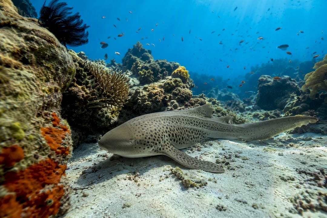 Leopard shark resting on sandy ledge underwater