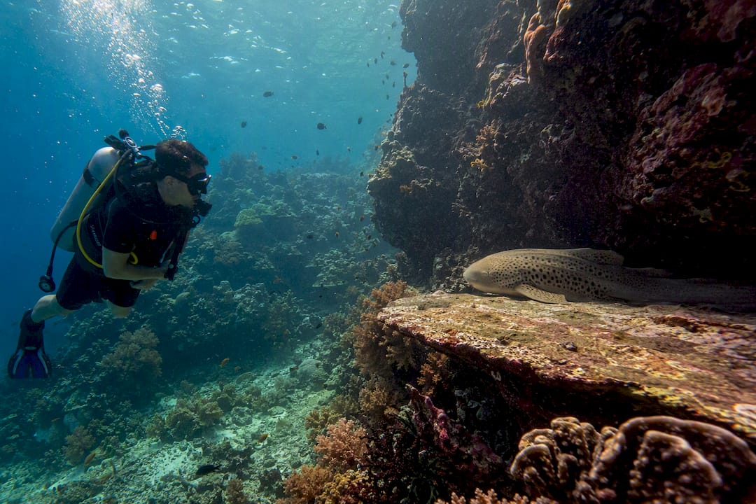 Scuba diver near resting leopard shark underwater