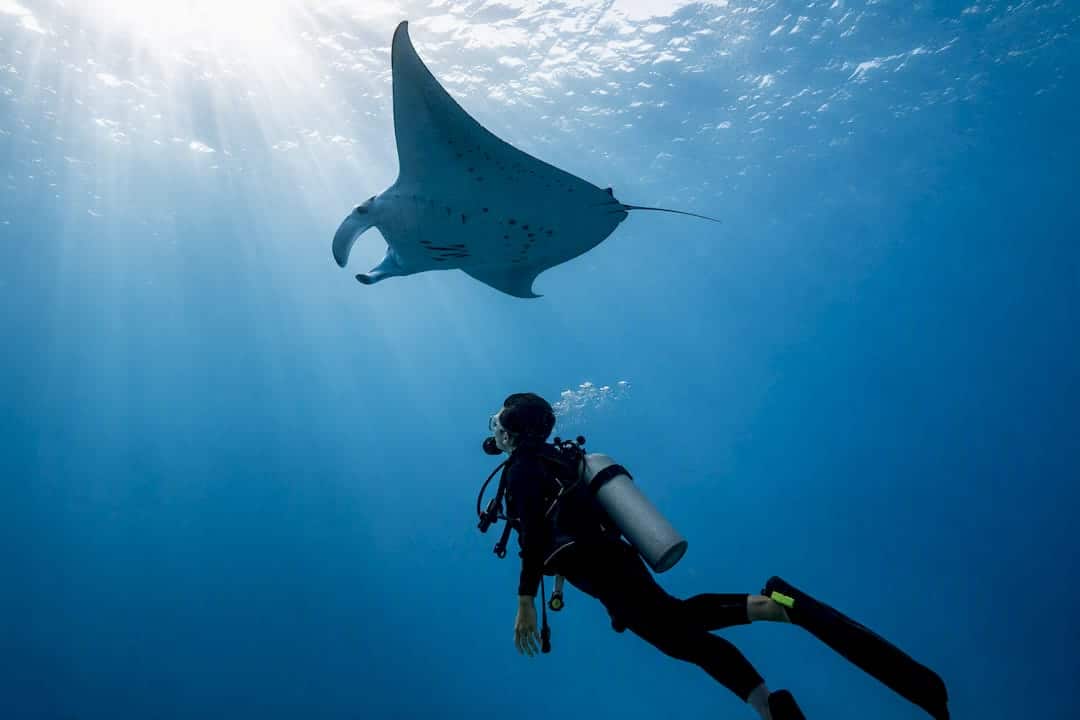 Manta ray gliding over Phuket diver