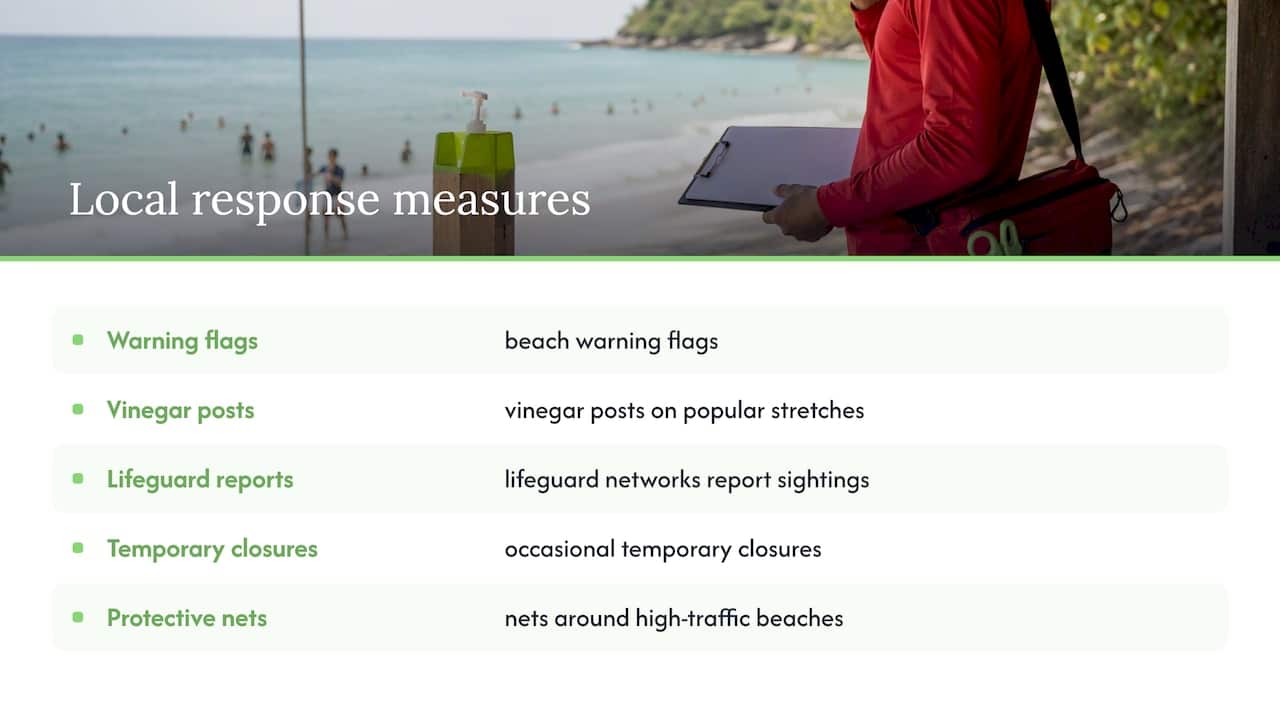 Phuket jellyfish beach response measures