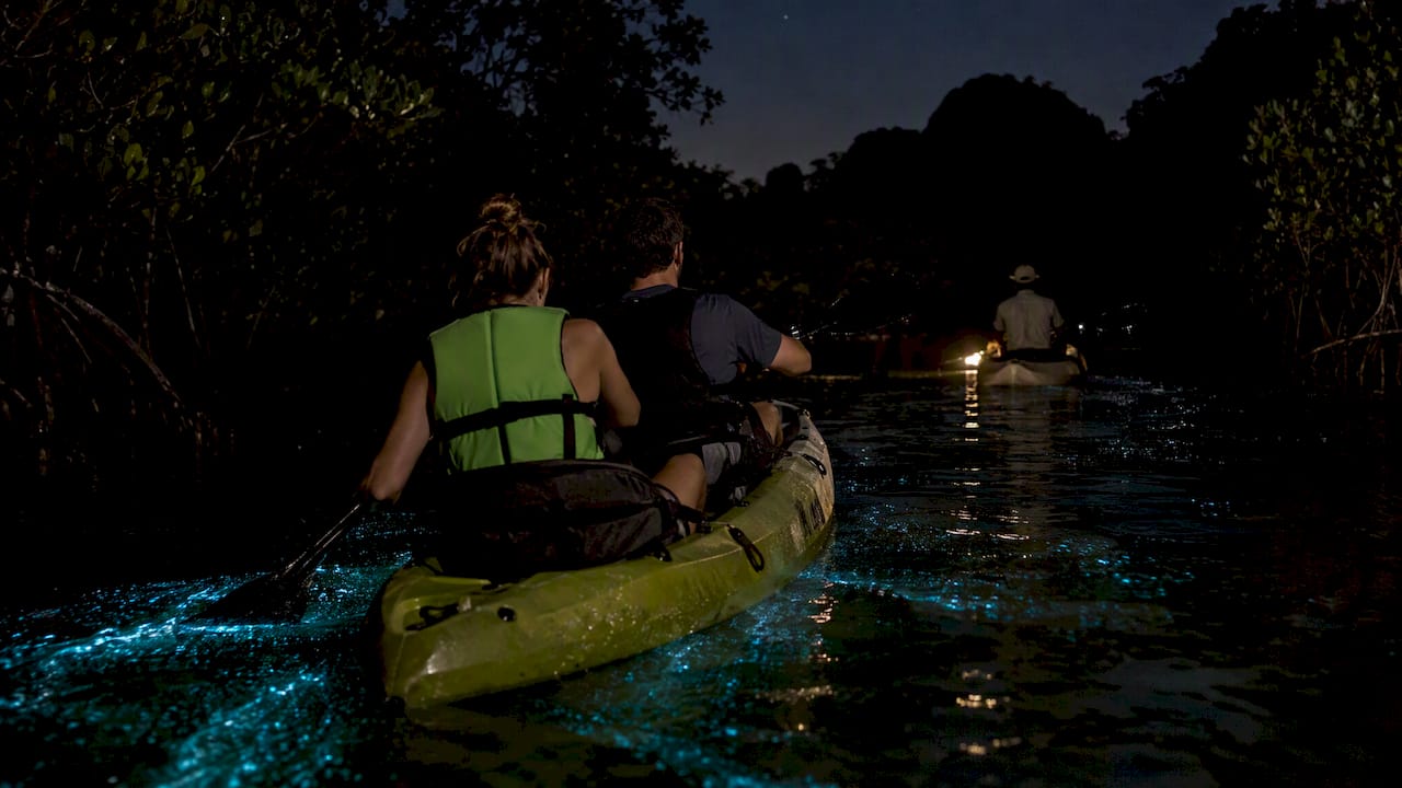 Kayakers viewing bioluminescent water at night