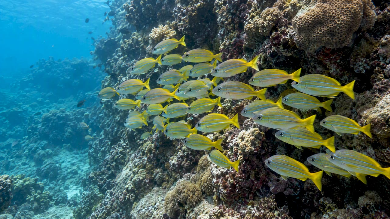 Reef fish swim beside a Phi Phi coral wall