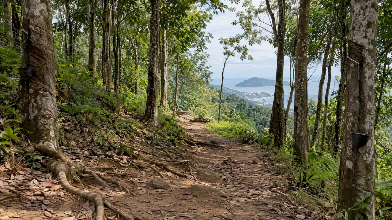 Dirt trail winding through a Phuket rubber plantation